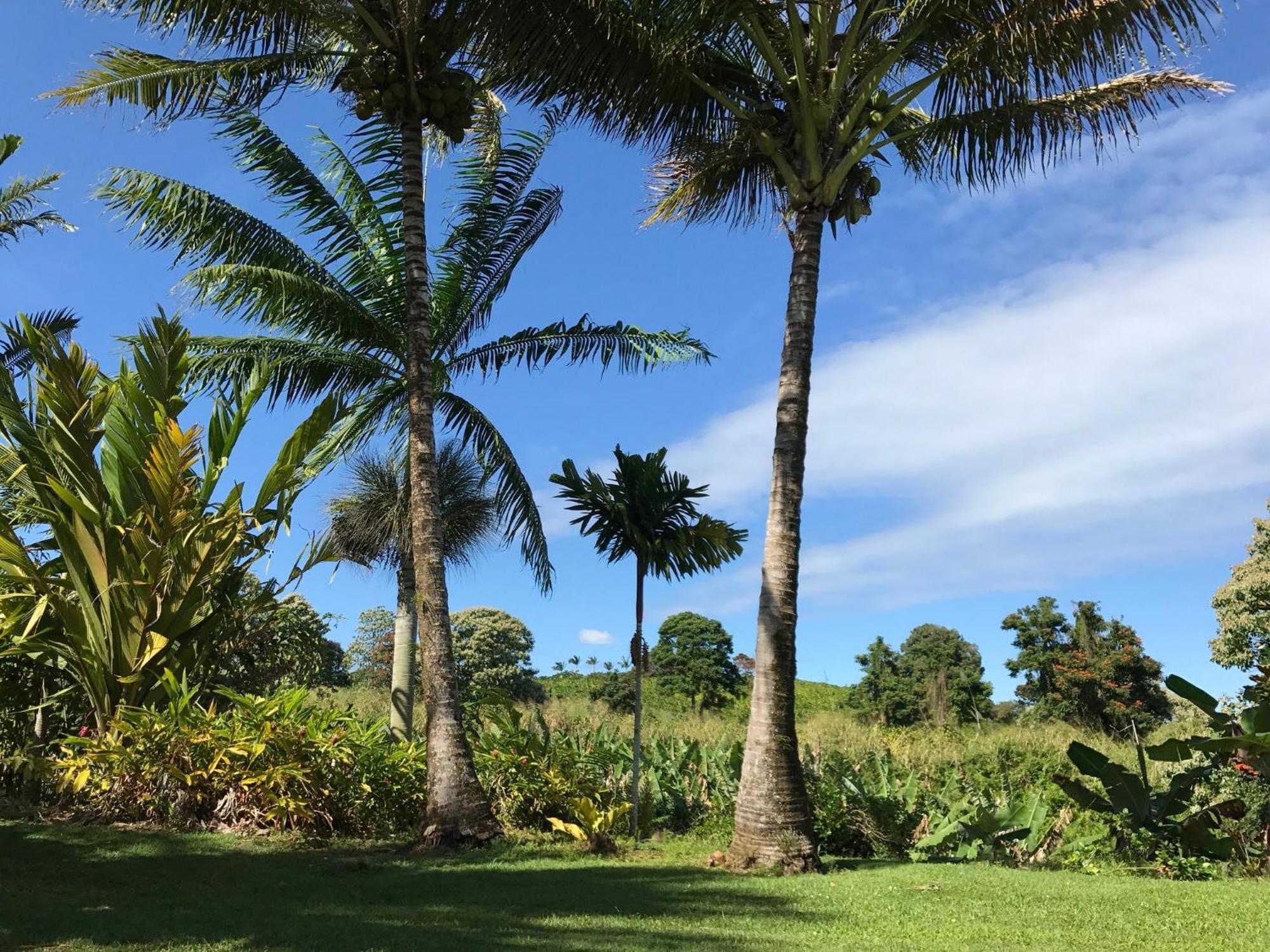 Island Goode'S - Luxury Adult Only Accommodation Near Hilo Papaikou Εξωτερικό φωτογραφία