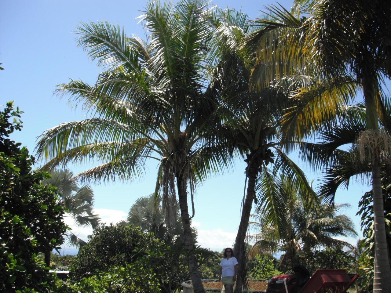 Island Goode'S - Luxury Adult Only Accommodation Near Hilo Papaikou Εξωτερικό φωτογραφία